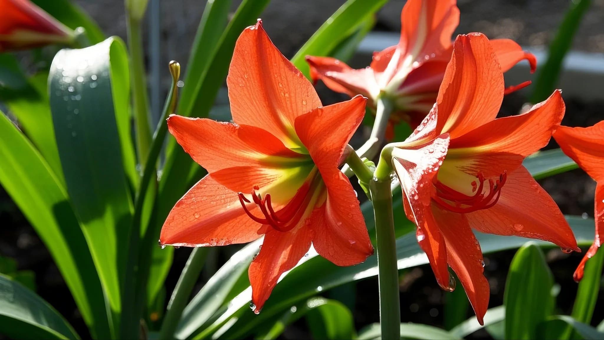 Amaryllis flowering plant