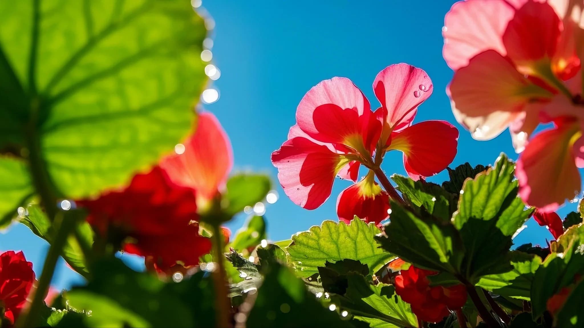 Begonia flowering plant
