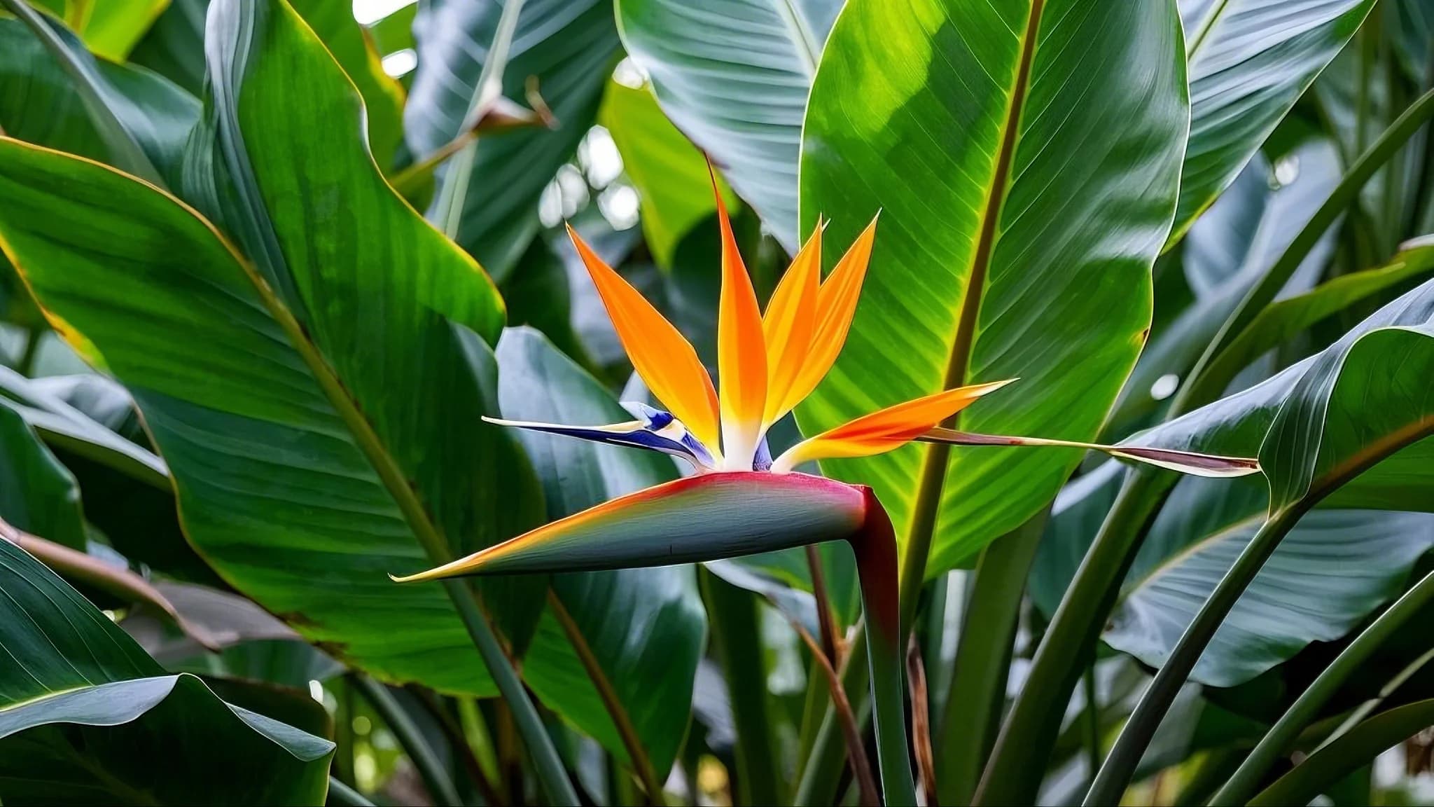 Bird of Paradise tropical plant