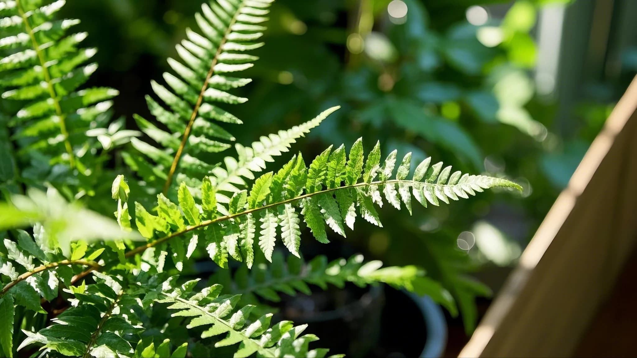 Boston Fern air purifying plant