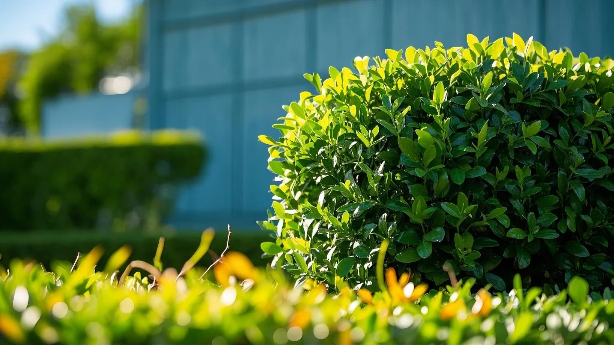 Boxwood green plant