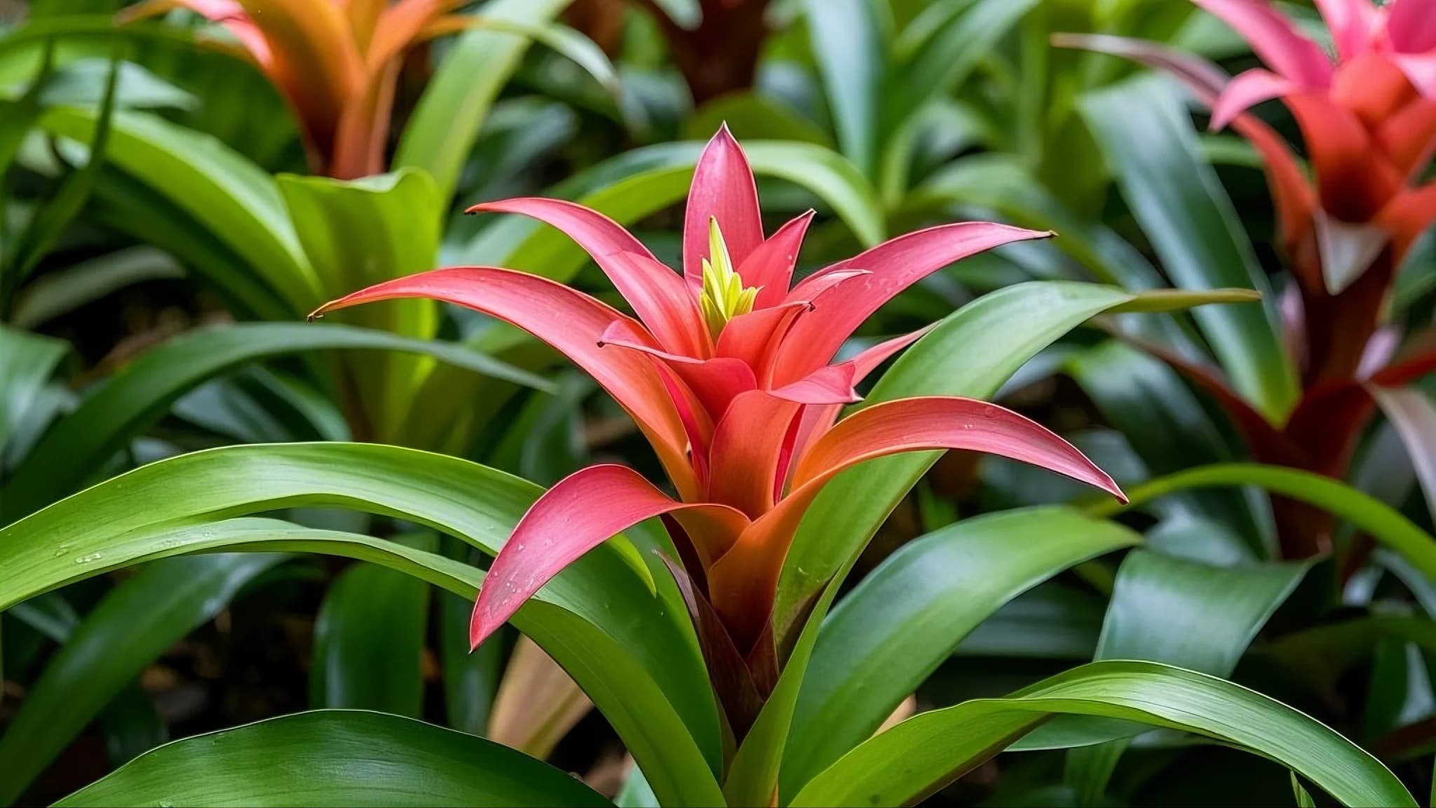 Bromeliads tropical plant
