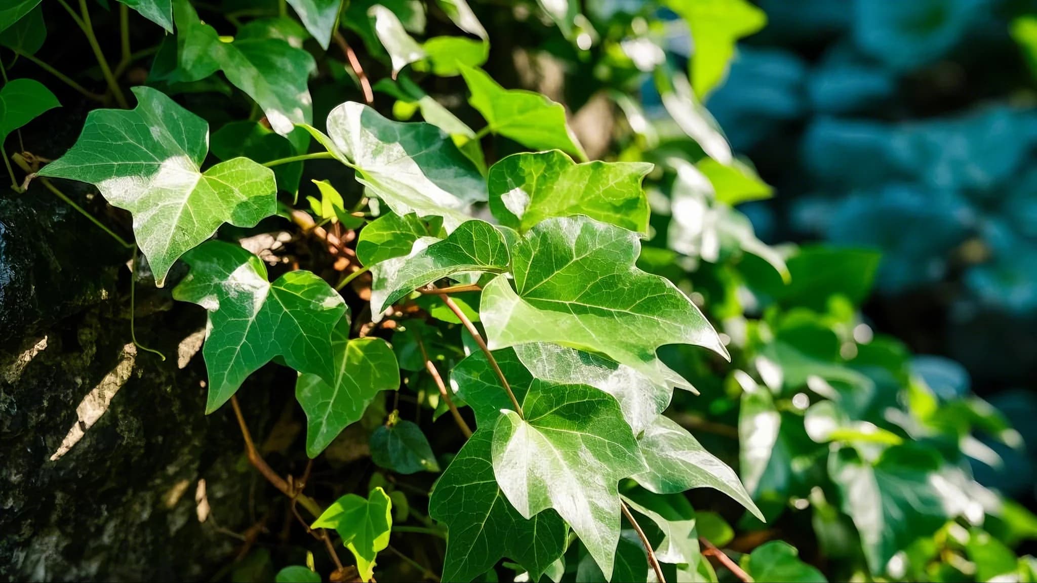 English Ivy air purifying plant