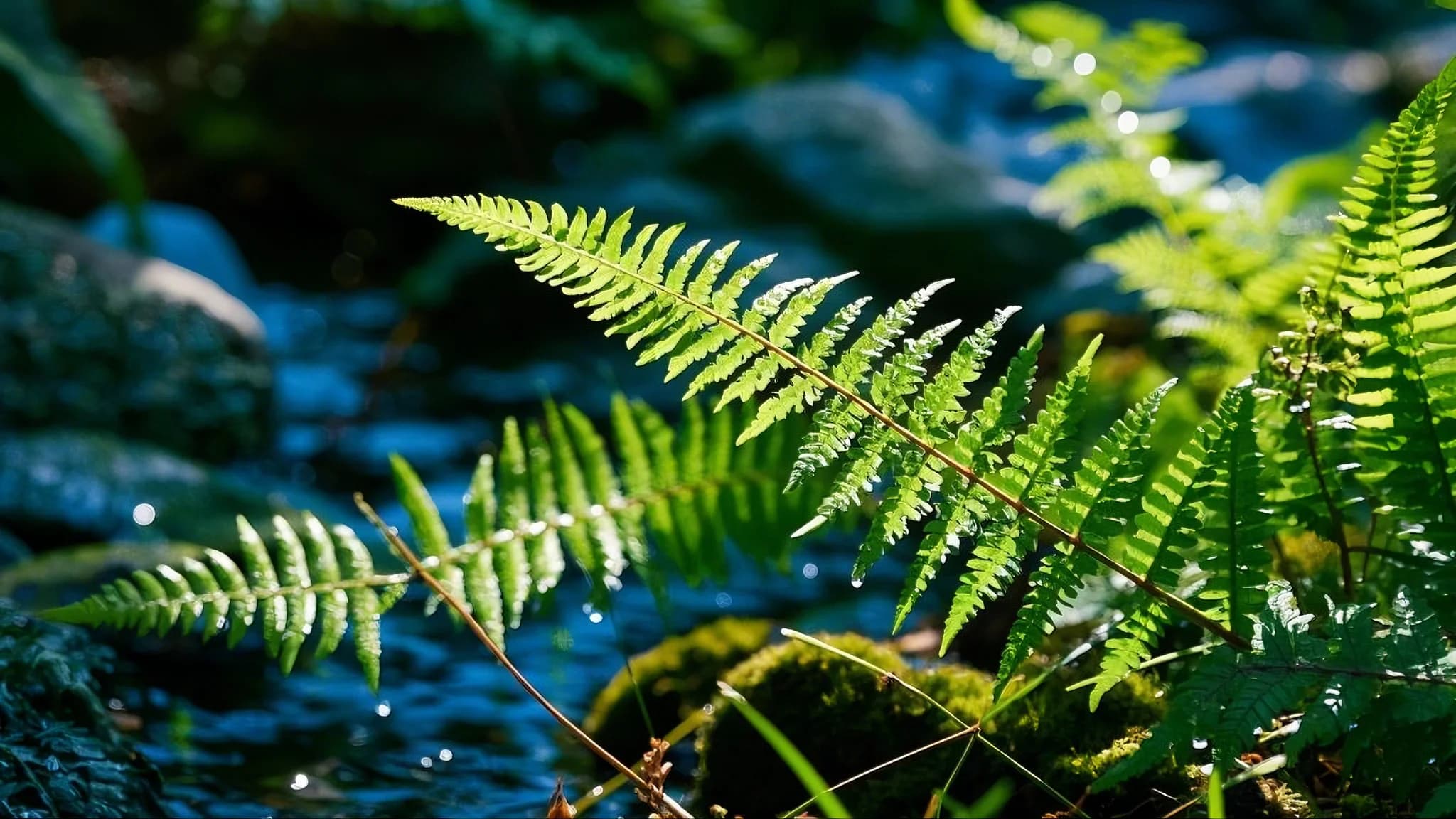 Fern green plant