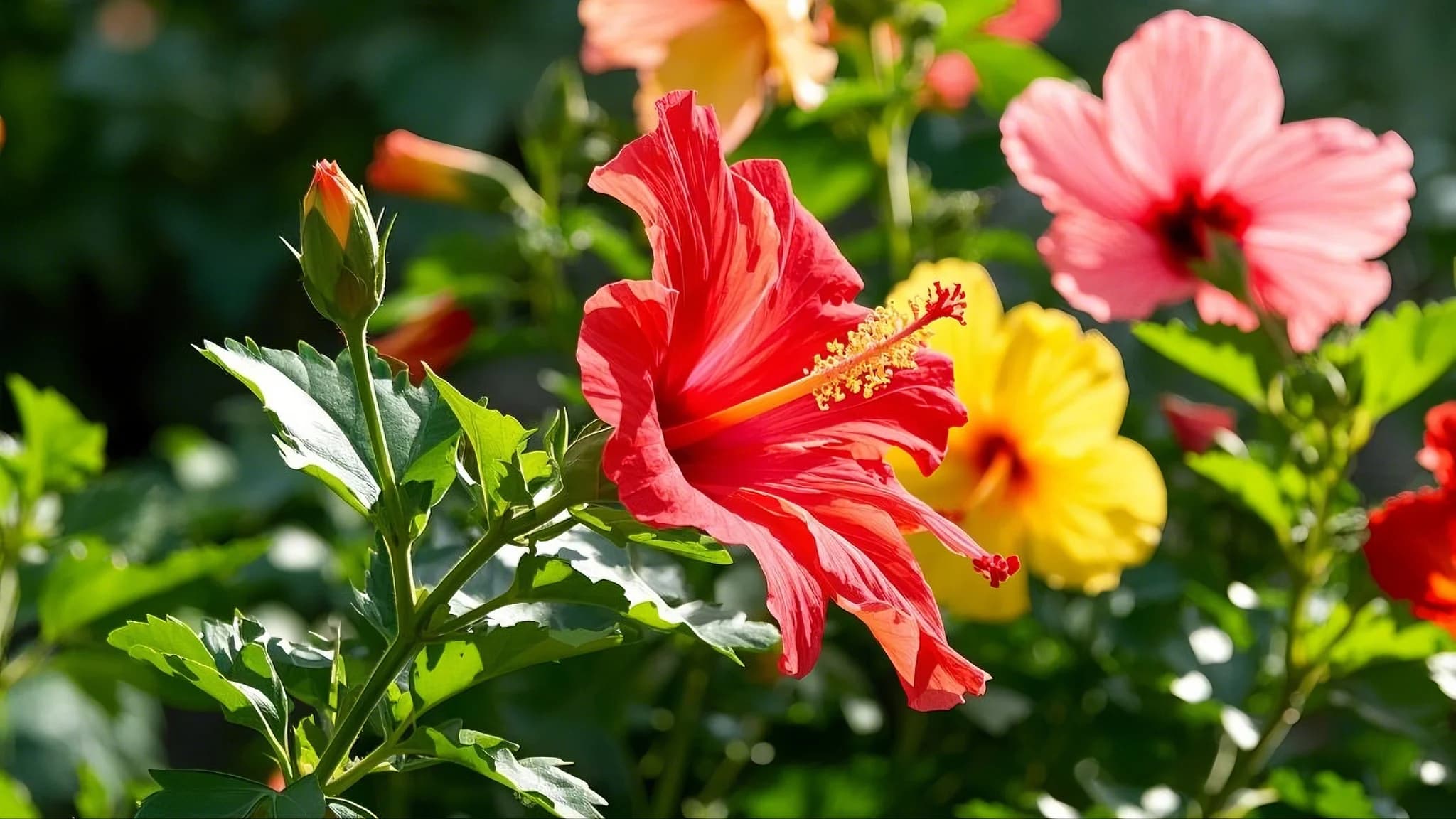 Hibiscus flowering plant