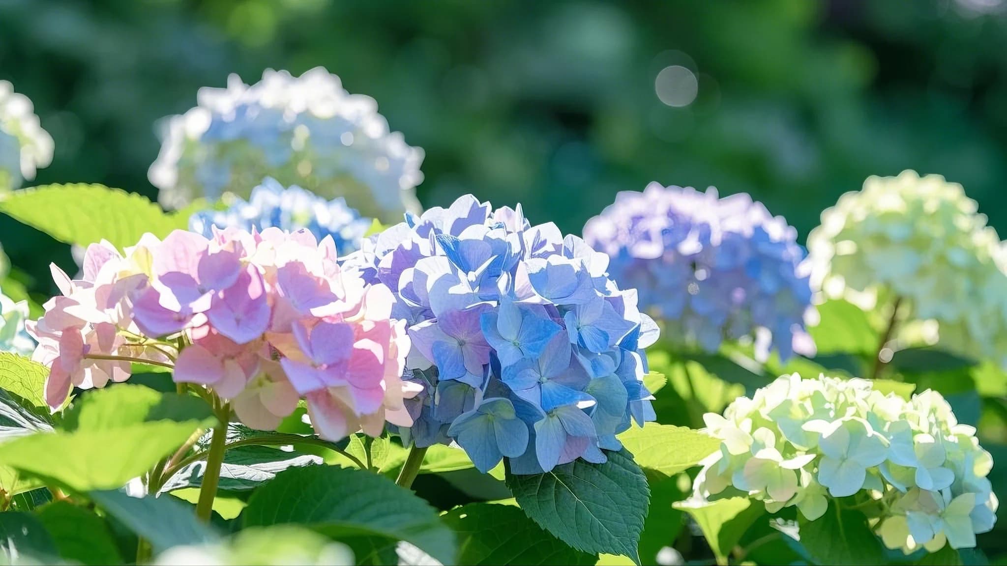 Hydrangea green plant
