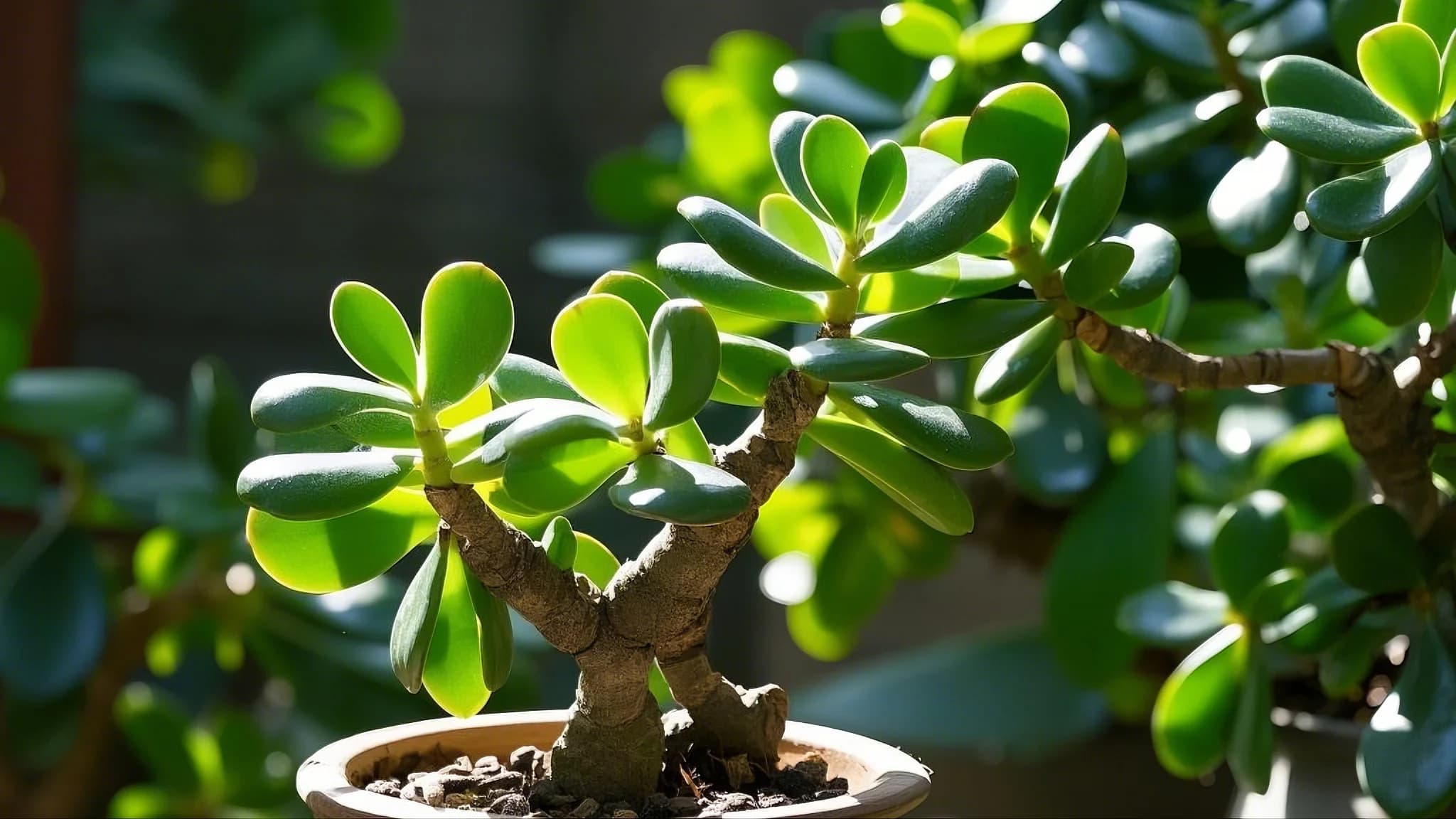 Jade Plant succulent