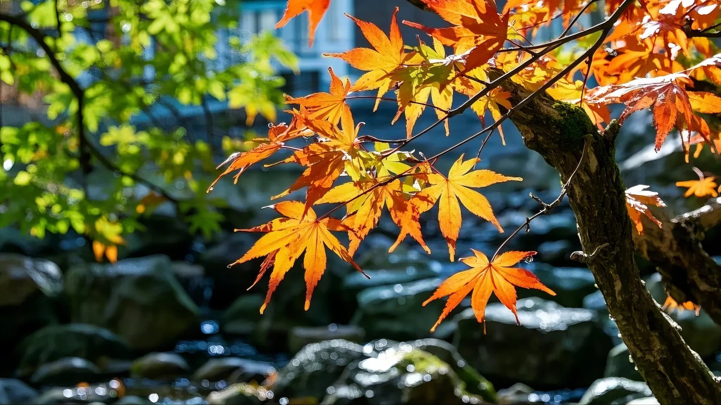 Japanese Maple green plant