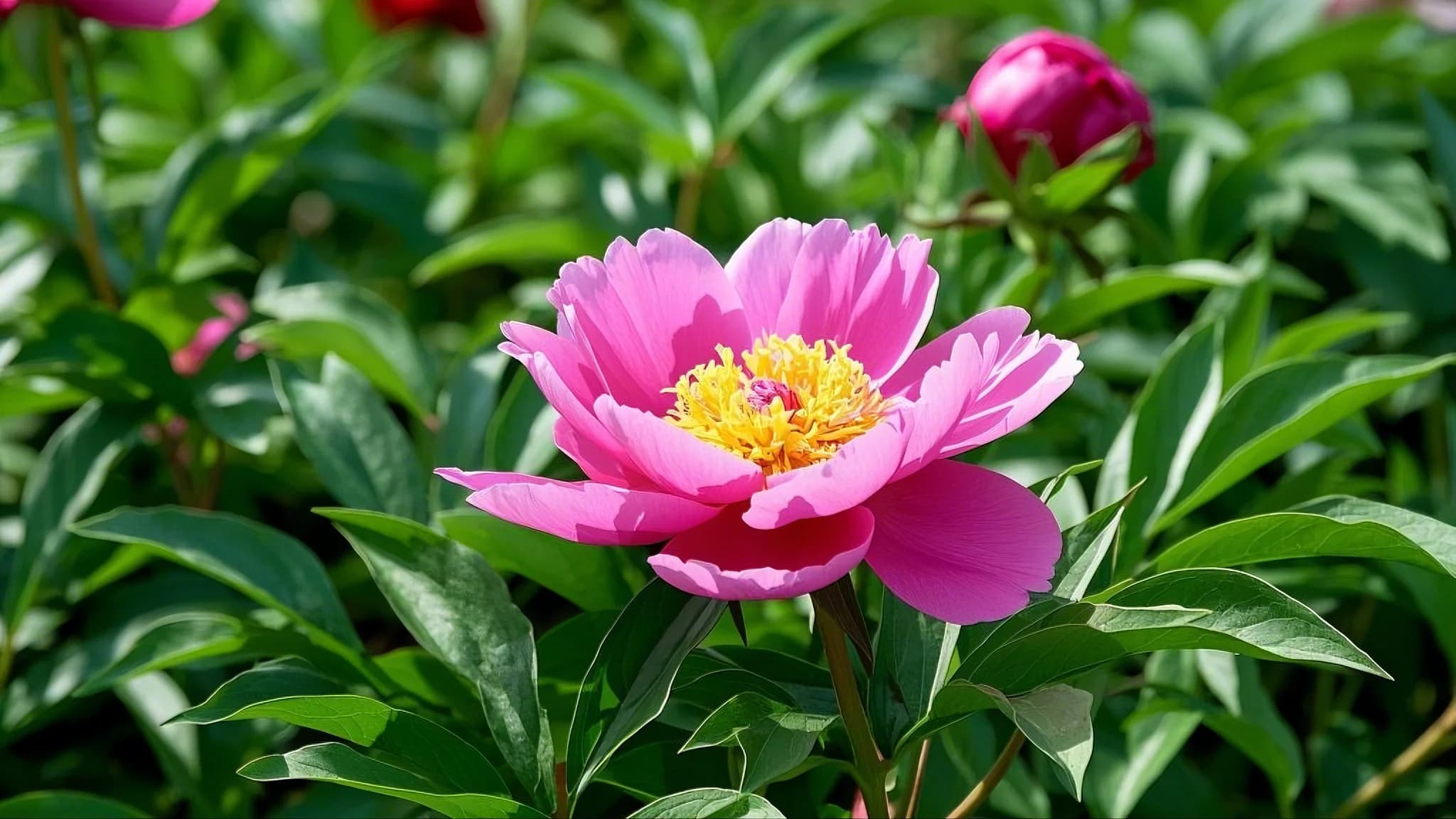 Peony green plant