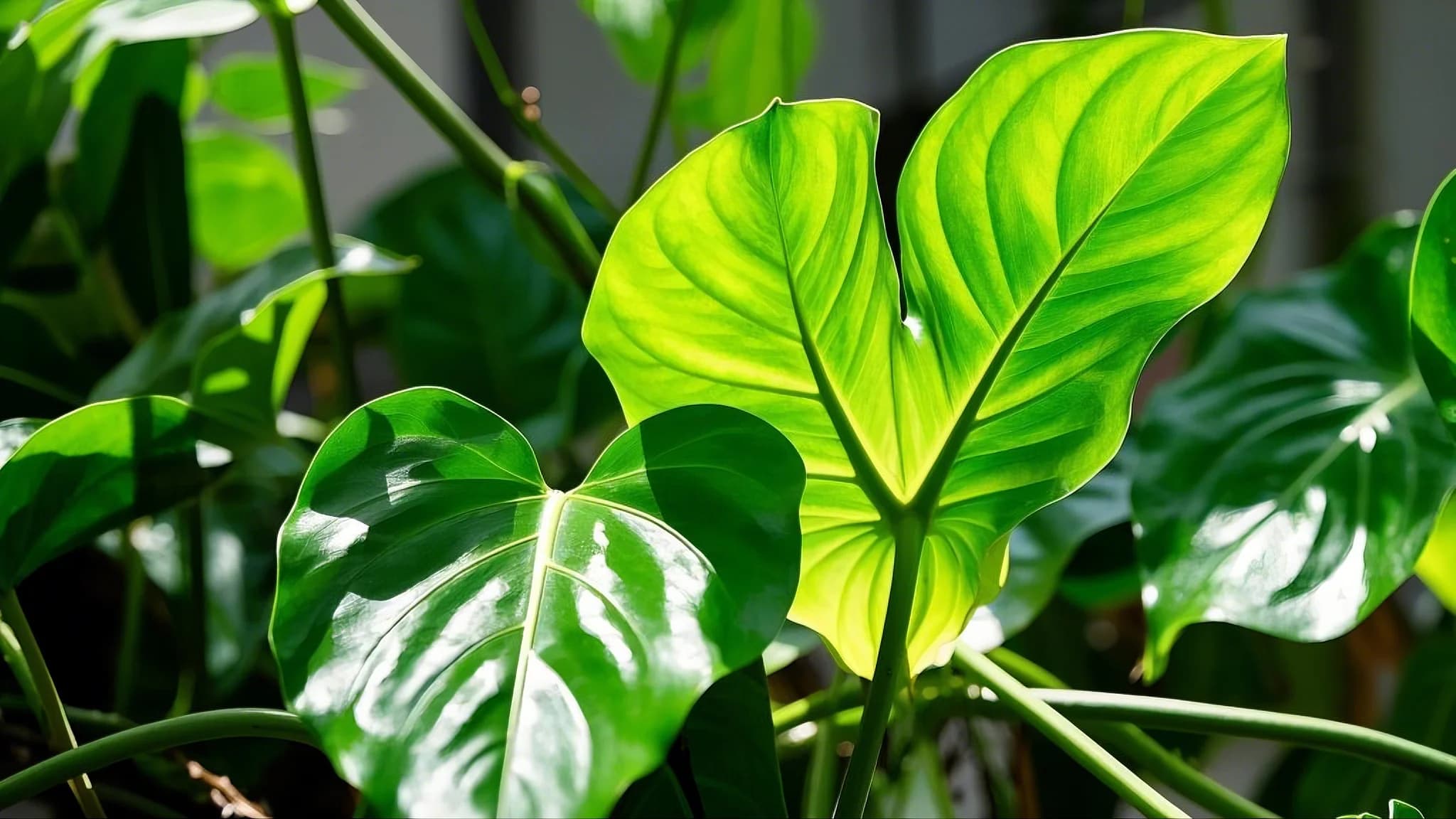 Philodendron green plant