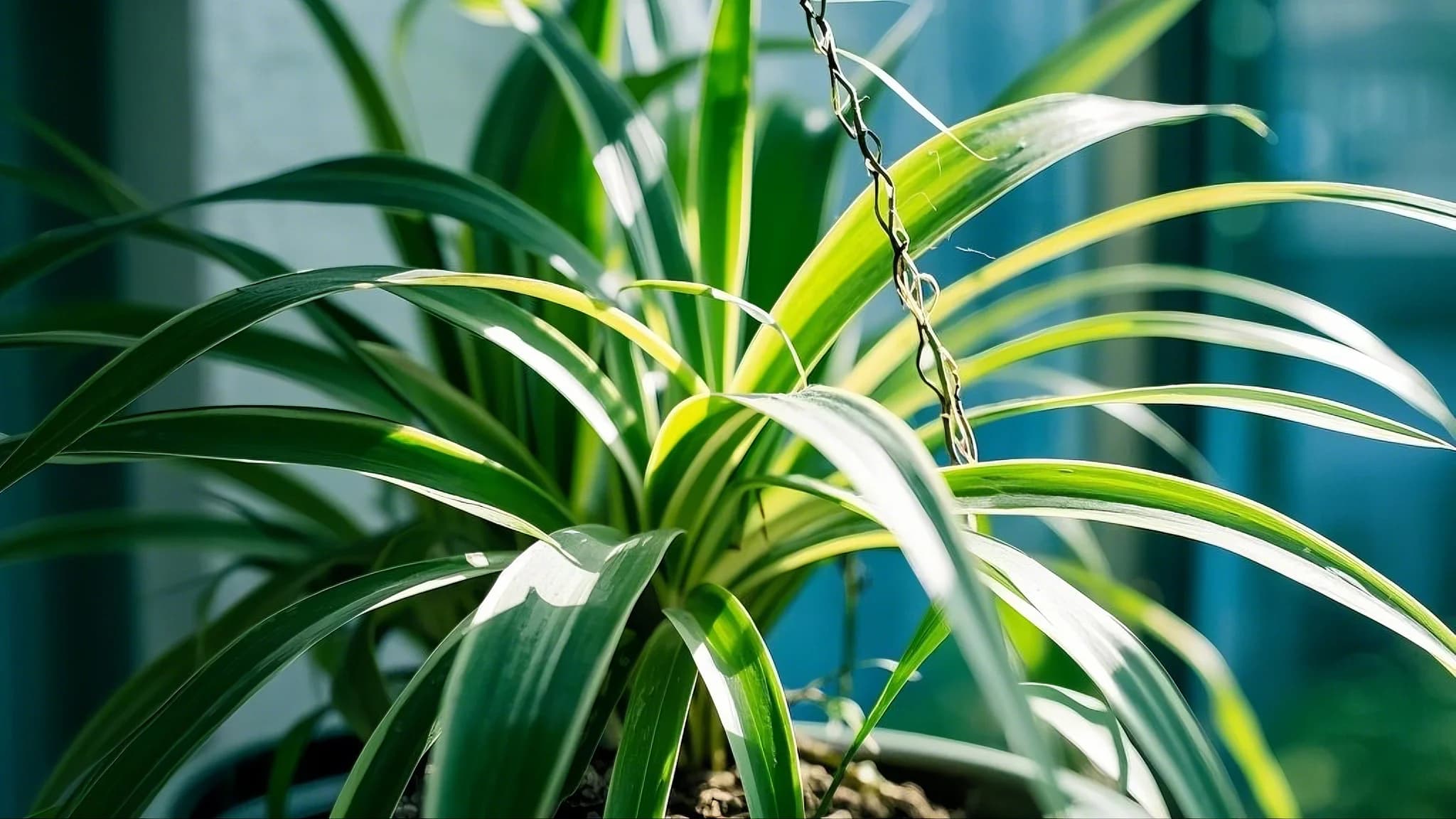 Spider Plant green plant