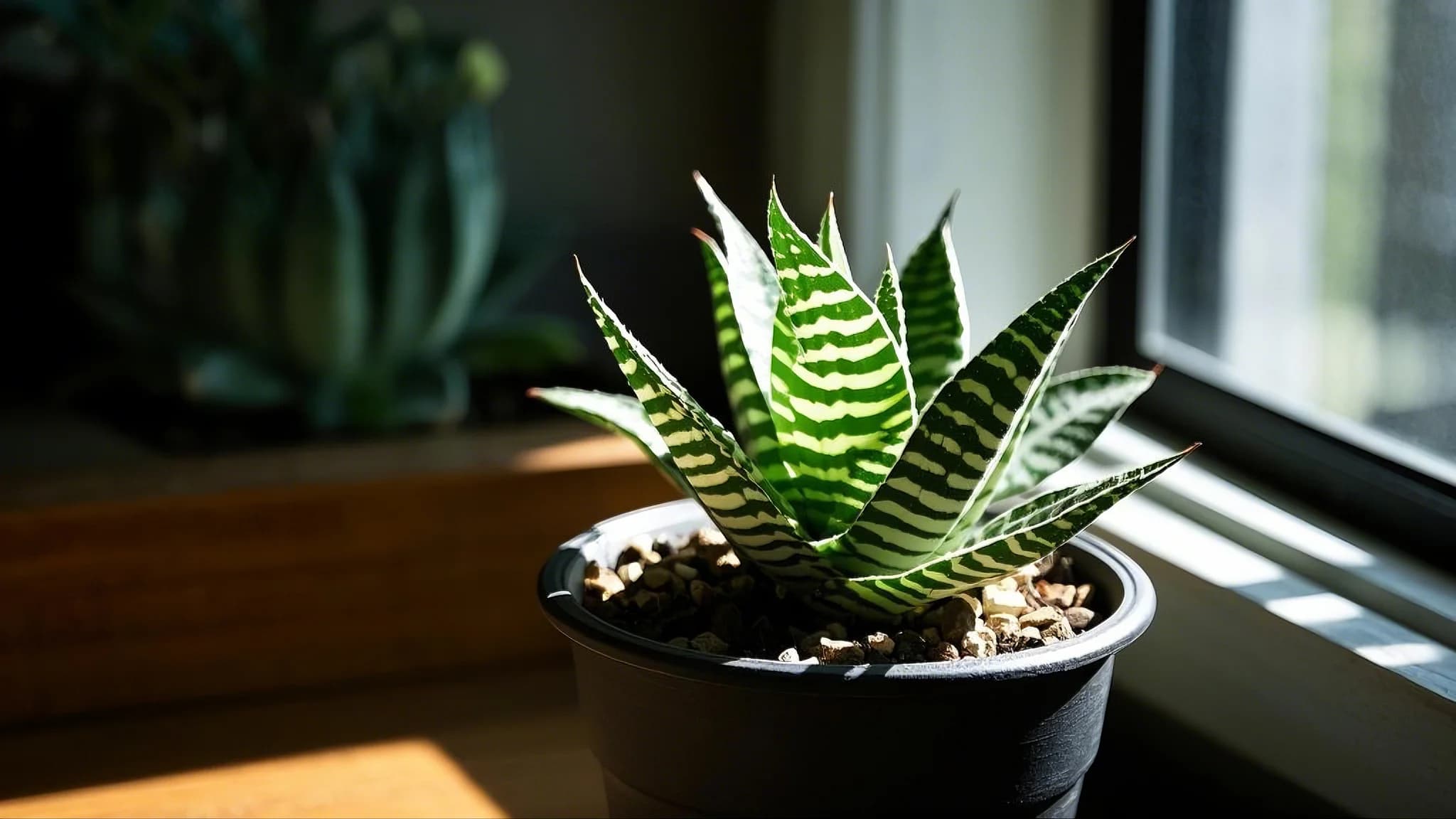 Zebra Plant succulent